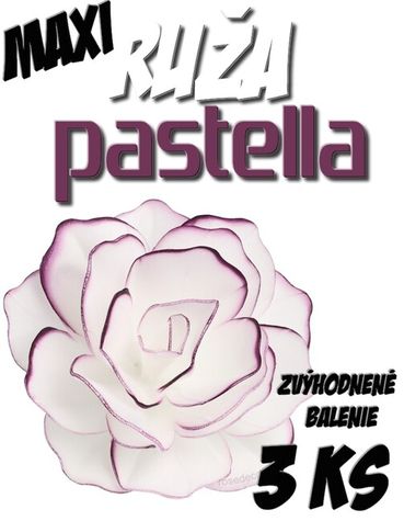 Ruža Pastella maxi - biela s Fialovým lemom - Zvýh. bal. 3 ks