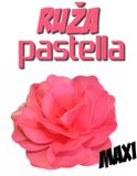 Ruža Pastella maxi 12 cm - sýta Ružová (Fuchsia)